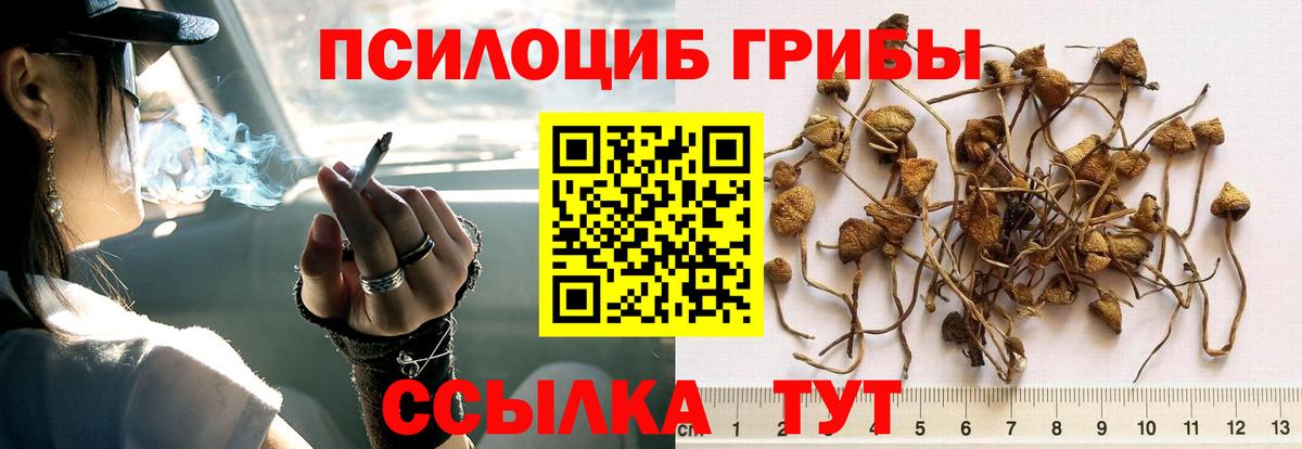 Галлюциногенные грибы Magic Shrooms  Вход с VPN  Апатиты  Галлюциногенные грибы GOLDEN TEACHER 